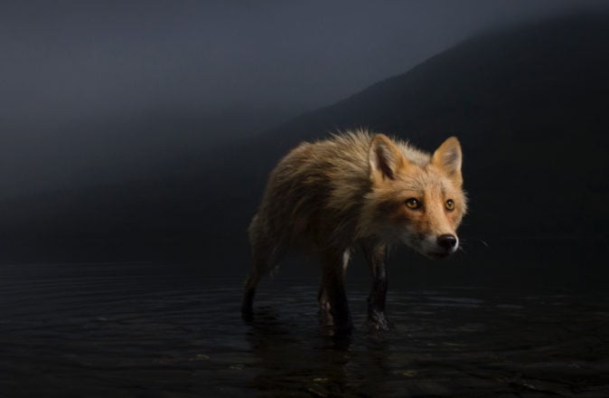 Storm Fox by Jonny Armstrong Wildlife Photographer Of The Year Competition 2021