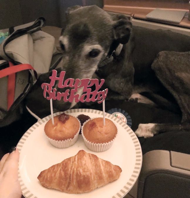 Il cane che è appena volato da Sydney in Italia in business class