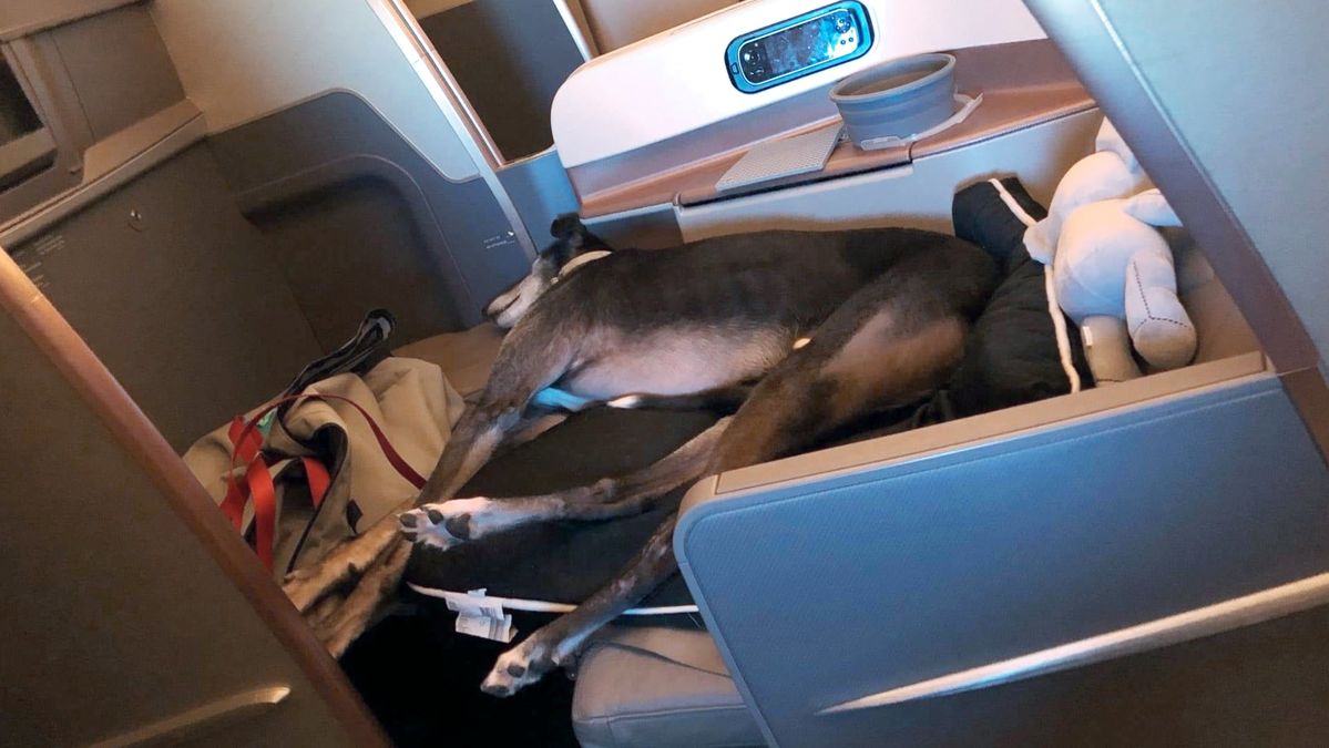 Lewis Greyhound Dog Singapore Airlines Business Class La storia del viaggiatore esecutivo