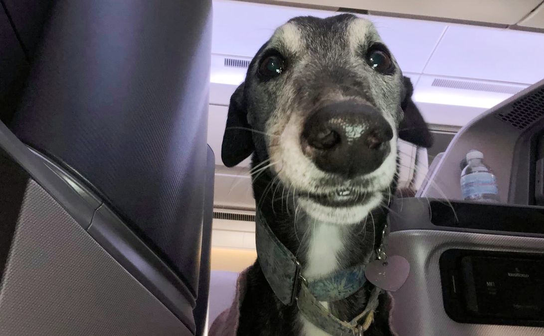 Lewis Greyhound Dog Singapore Airlines Business Class La storia del viaggiatore esecutivo