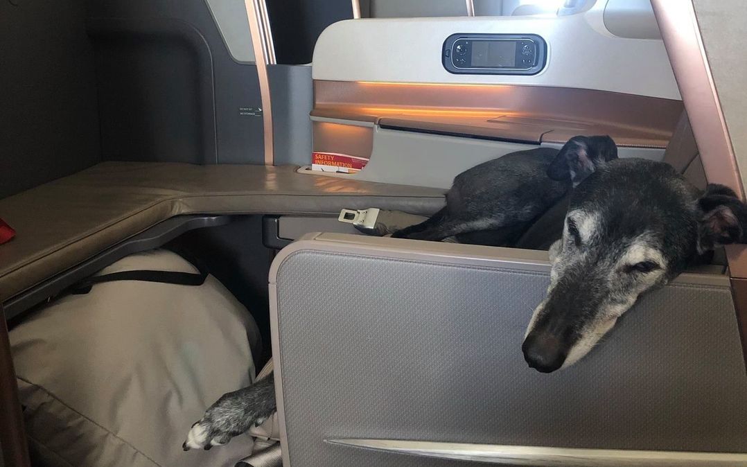 Lewis Greyhound Dog Singapore Airlines Business Class La storia del viaggiatore esecutivo