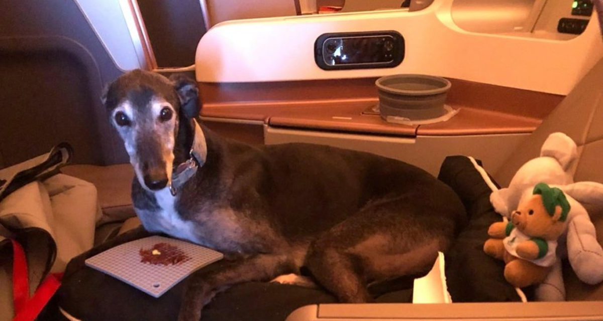 The Dog Who Flew From Sydney To Italy In Business Class