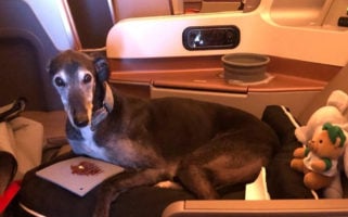 Lewis Greyhound Dog Business Class Singapore Airlines Executive Traveller Story