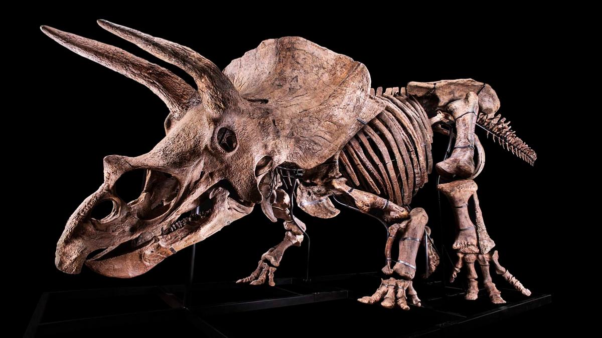 The World’s Largest Triceratops Skeleton Has Been Acquired For $10 Million