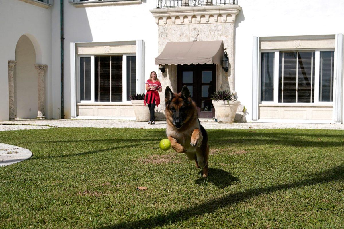 Gunther VI Worlds Richest Dog