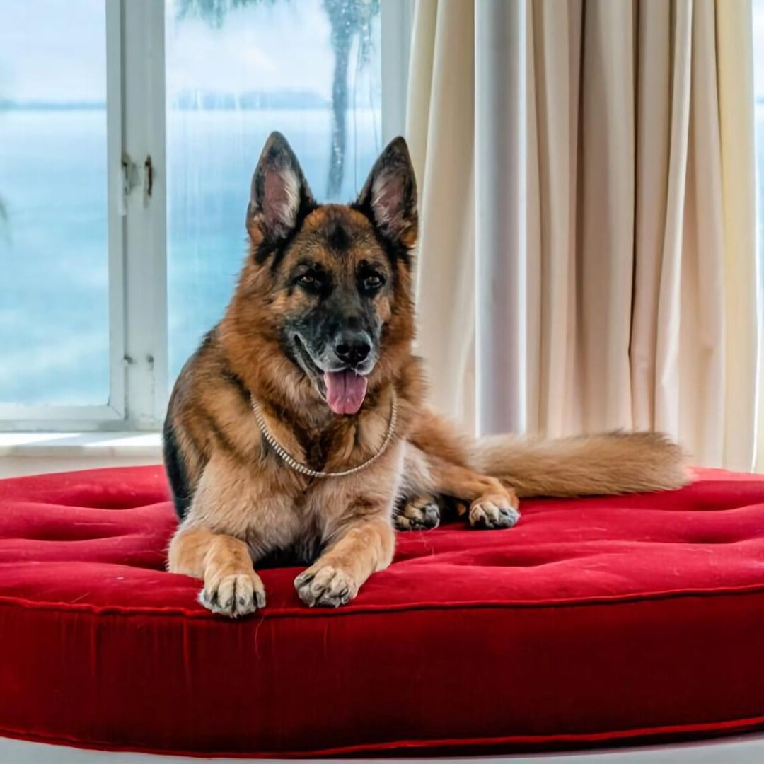 Gunther VI: The German Shepherd With A $580 Million Net Worth