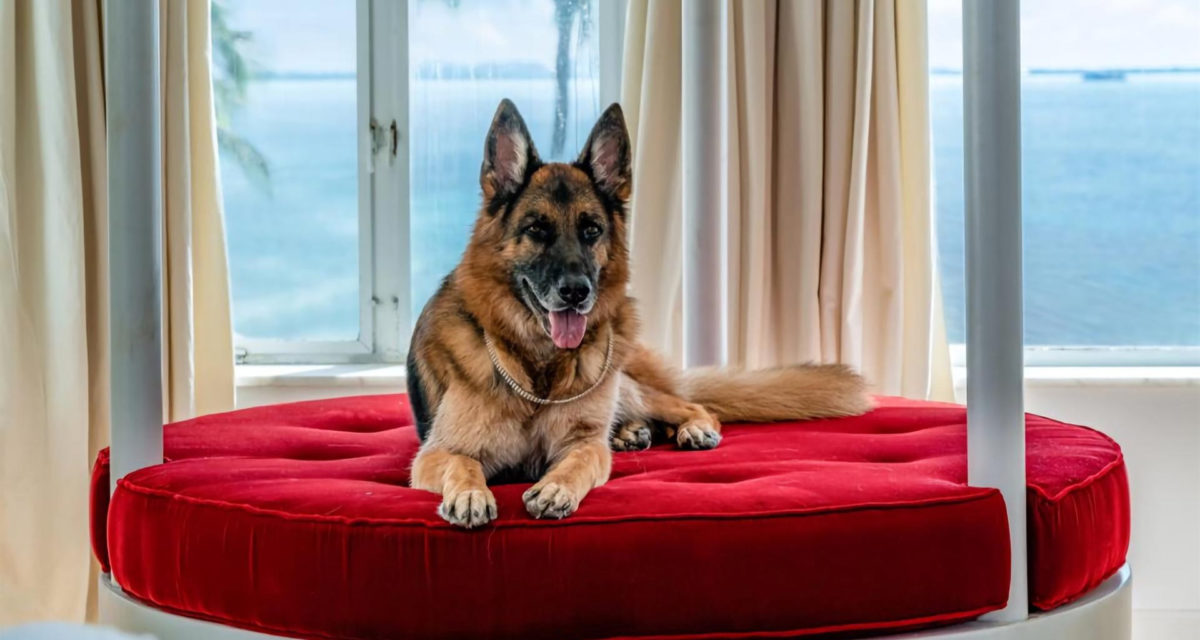 Gunther-VI-Worlds-Richest-Dog-X-1200x640