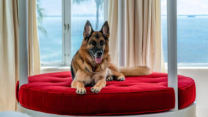 Gunther VI Worlds Richest Dog X