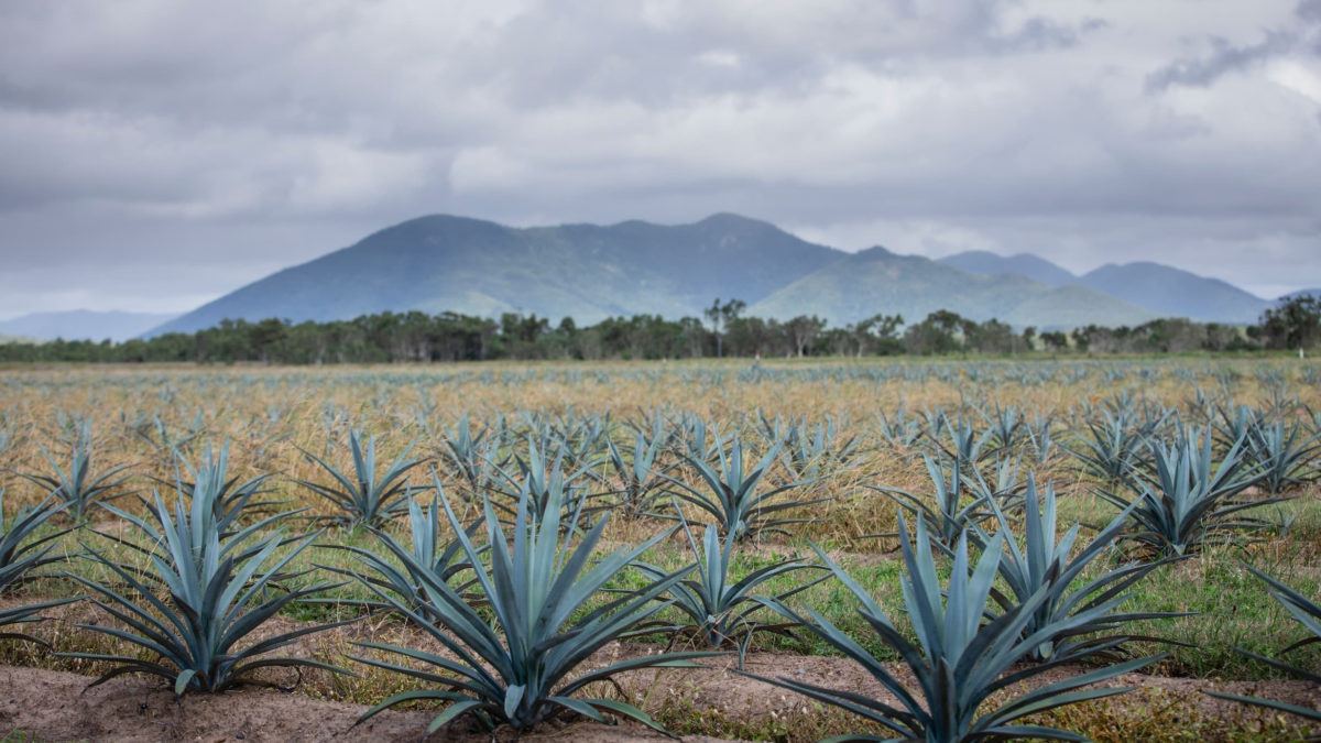 Australian Agave NFT