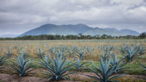 Australian Agave NFT