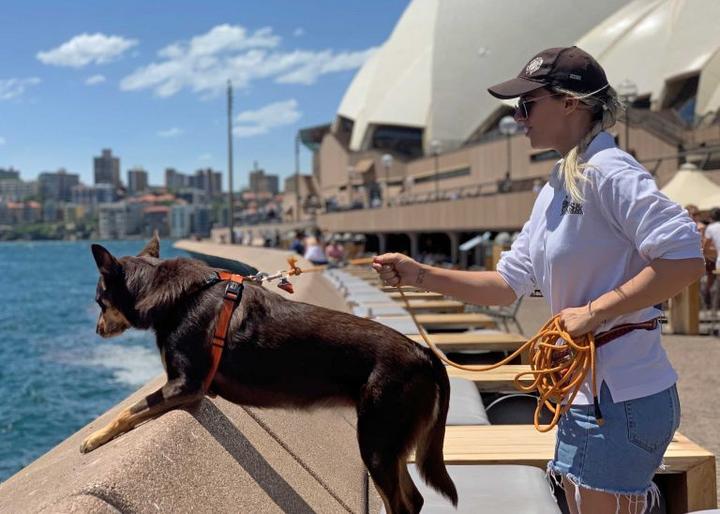 Sydney Opera House Dog Seagull Patrol 1 1