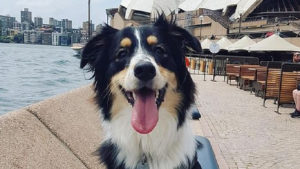 Sydney Opera House Dog Seagull Patrol 1