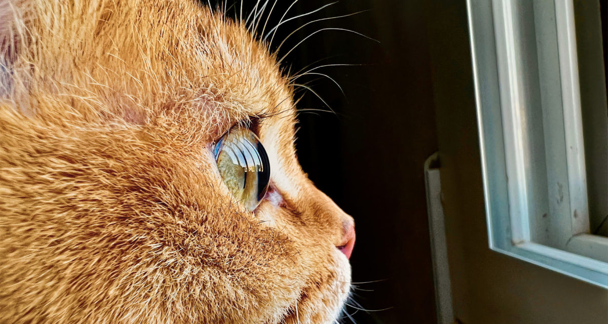 Apple Wants Your Best iPhone 13 Macro Photography Shots