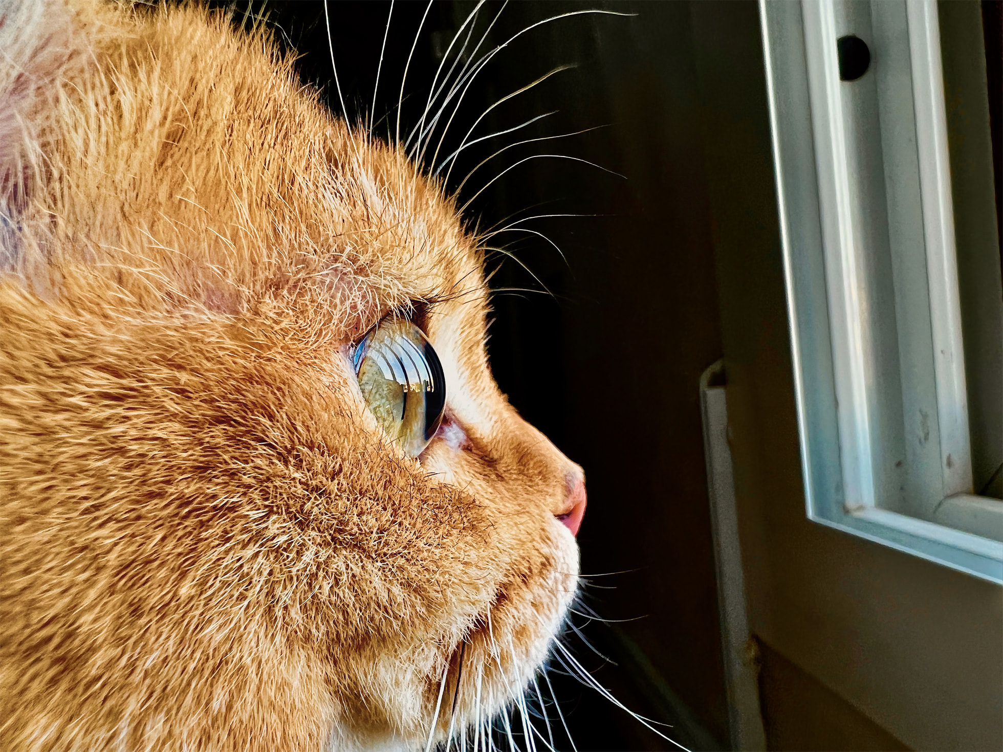 Apple Wants Your Very best Iphone 13 Macro Images Shots