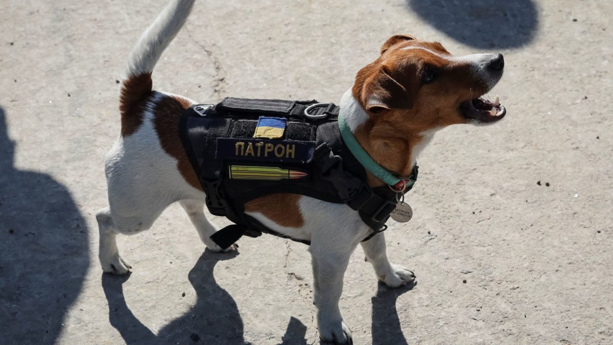 Jack Russell Awarded Medal For Bravery After Sniffing Out 200+ Mines In Ukraine