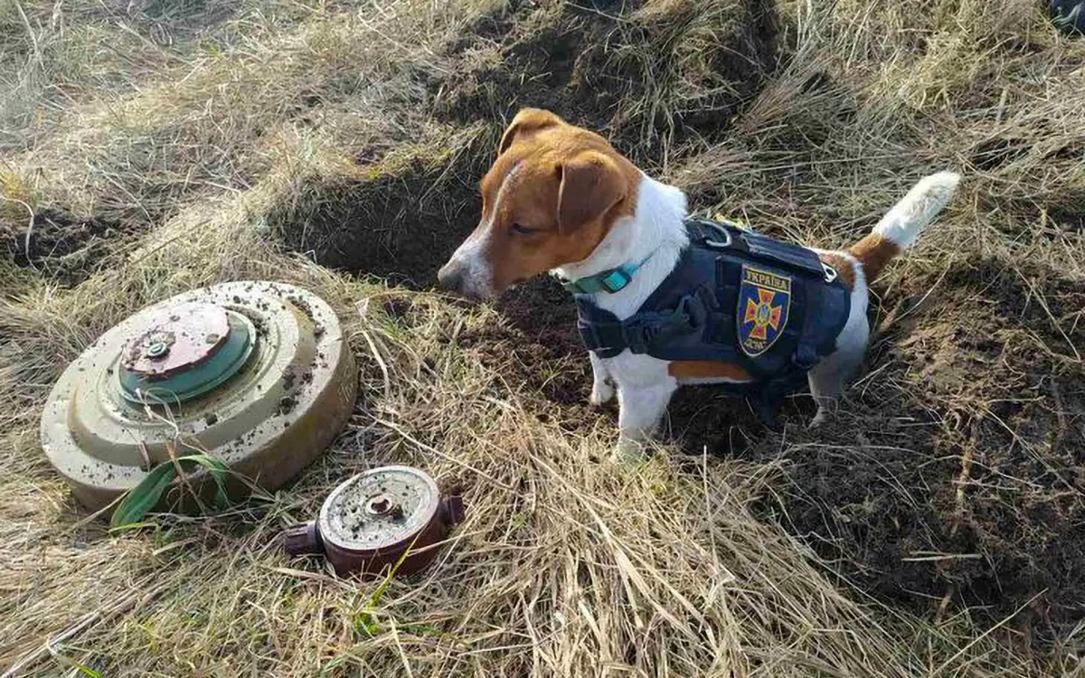 Jack Russell Awarded Medal For Bravery After Sniffing Out 200+ Mines In Ukraine