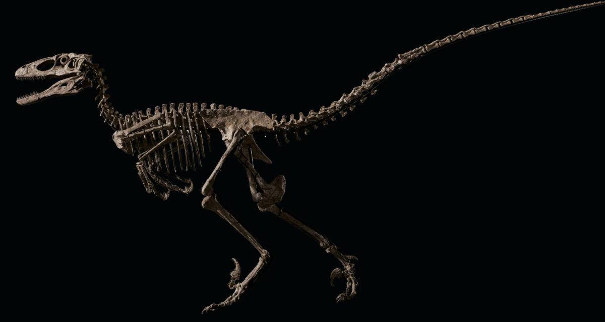 Jurassic Park Velociraptor Fossil Auction