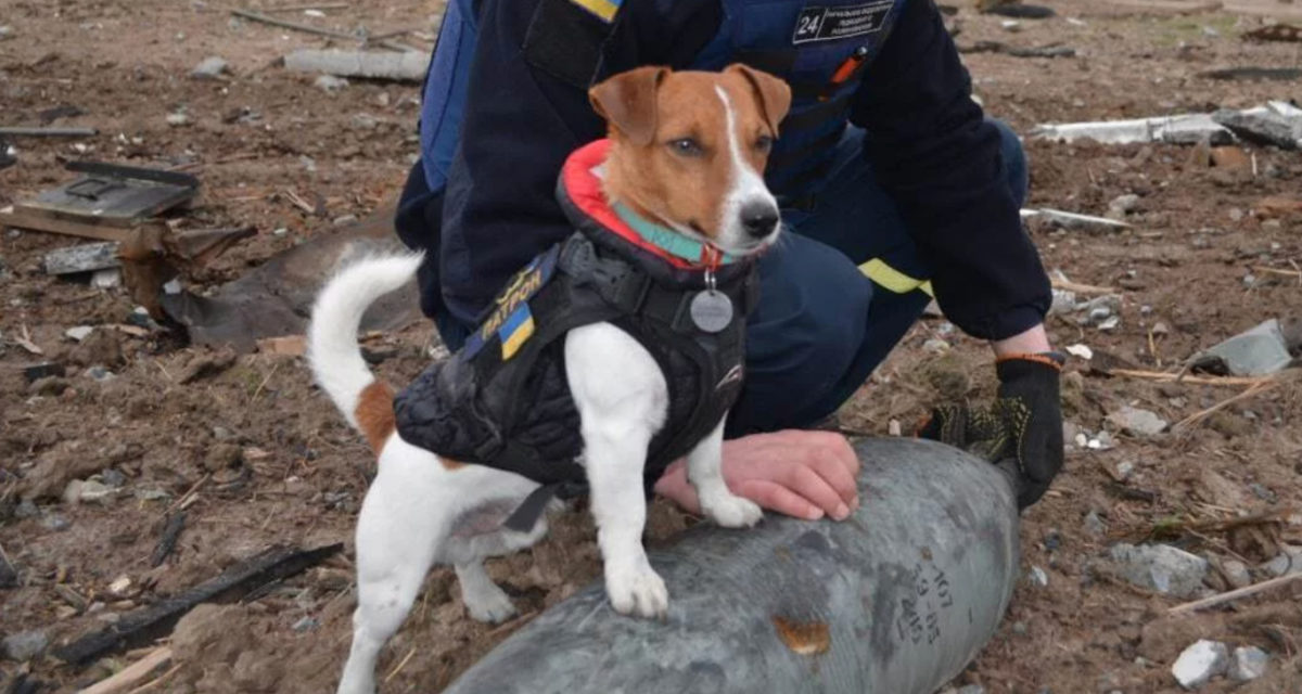 Patron Jack Russell Terrier Mine Sniffing Ukraine