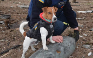Patron Jack Russell Terrier Mine Sniffing Ukraine