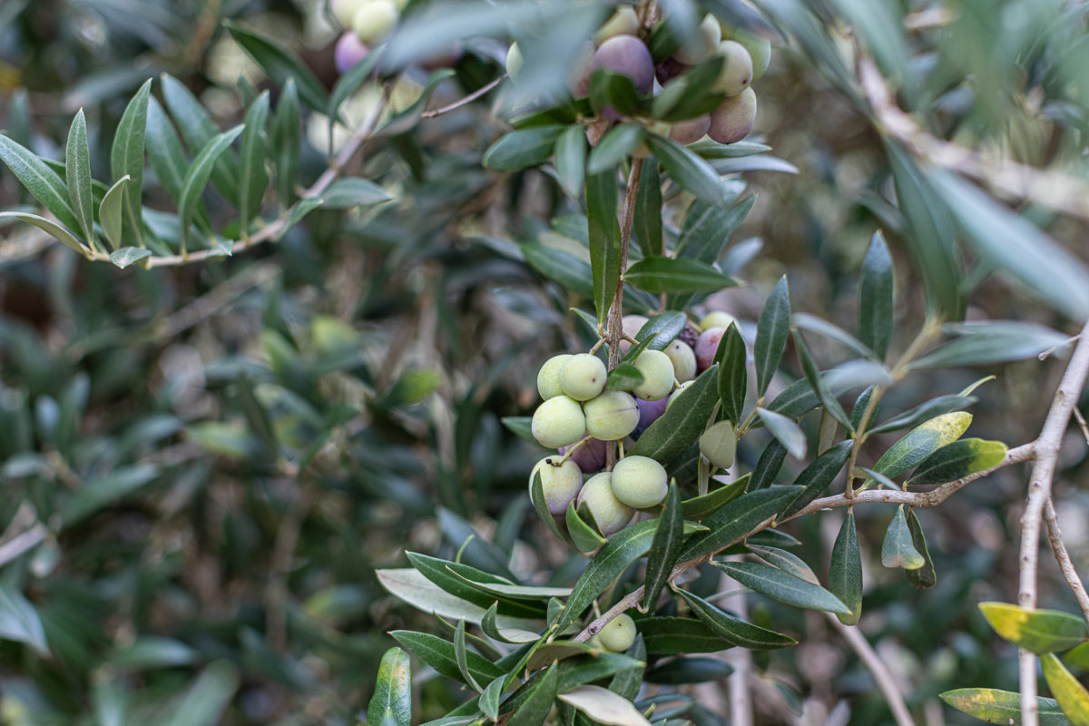 Olive trees at Cobram Estate