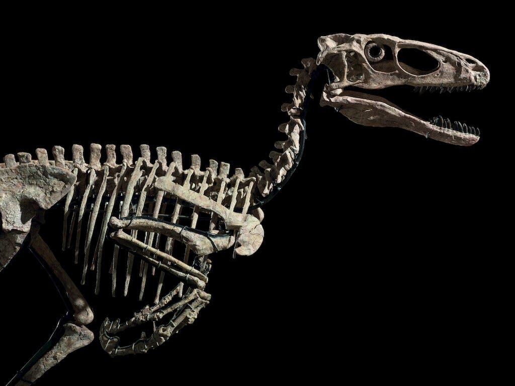 The Fossil That Inspired &#8216;Jurassic Park&#8217;s Velociraptor Just Sold For $18 Million