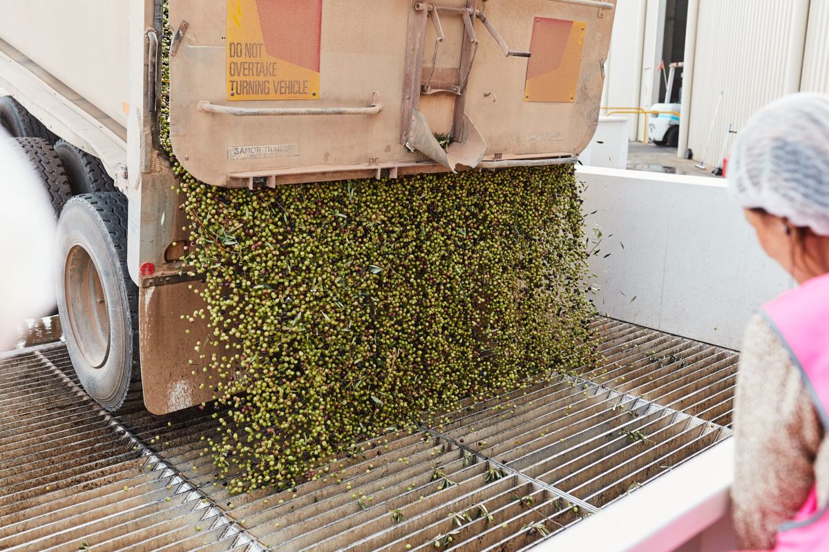Hundreds of olives heading the the production plant at Cobram Estate