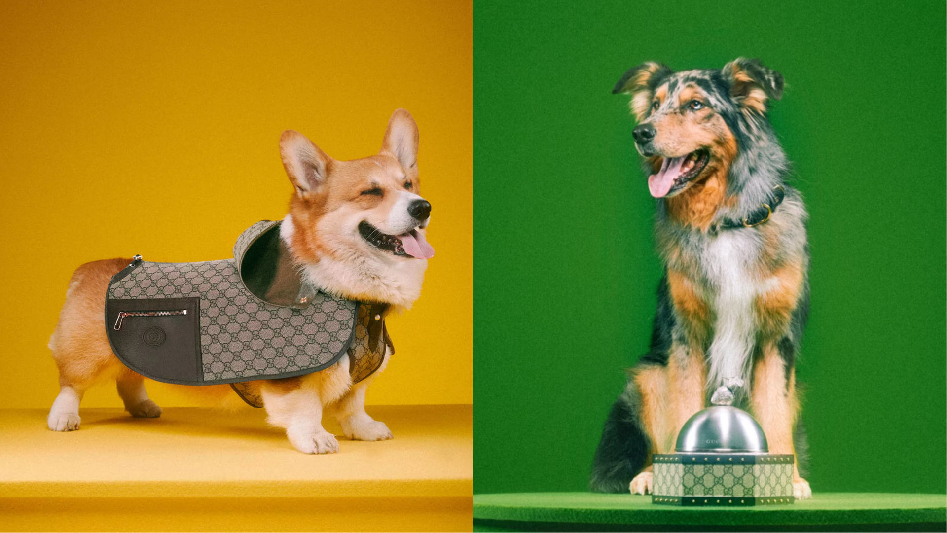 Gucci previews first ever pet collection 