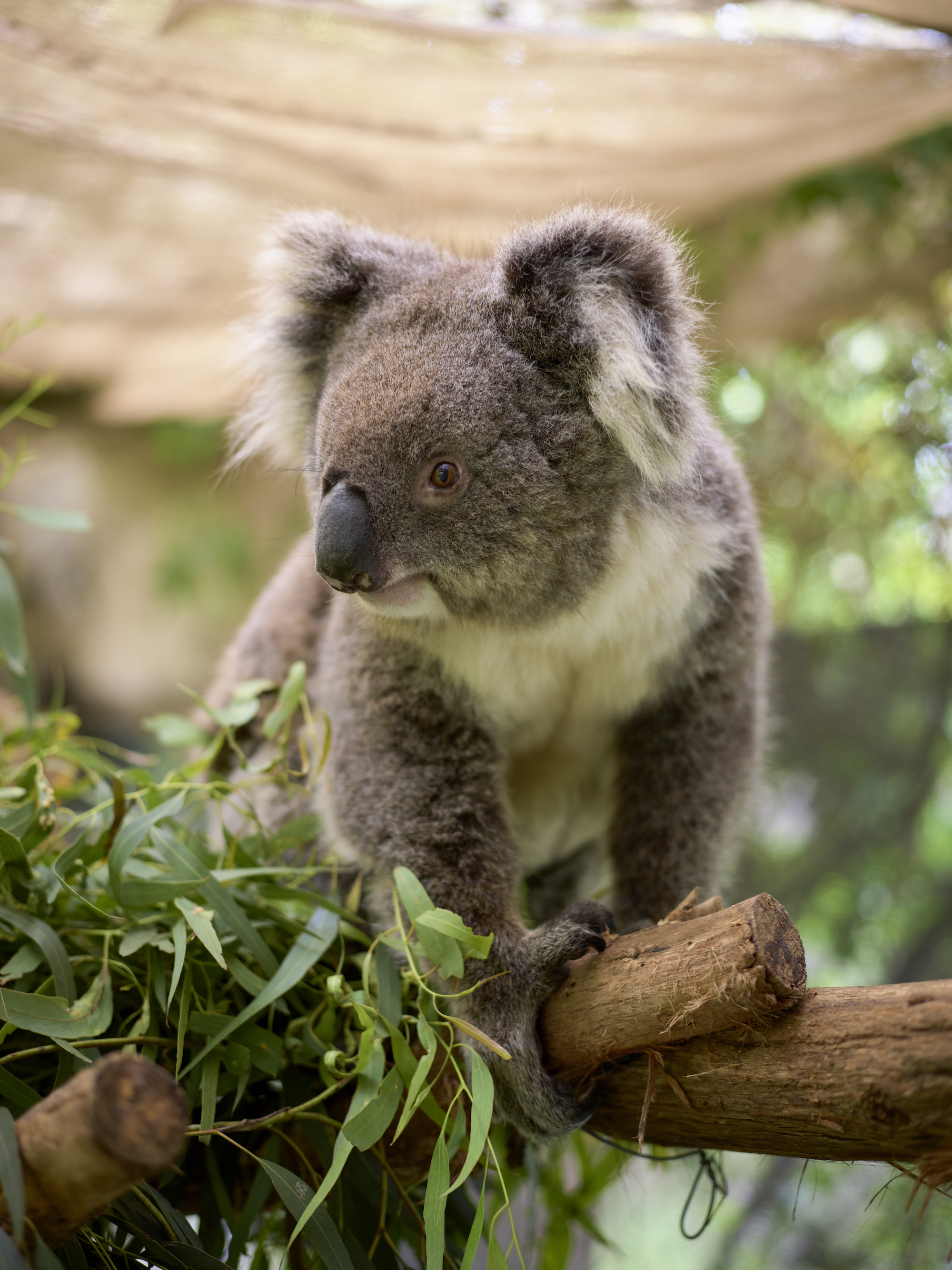 The Bell & Ross BR 03-92 Wildlife Warriors Looks To Further Steve Irwin’s Life’s Work