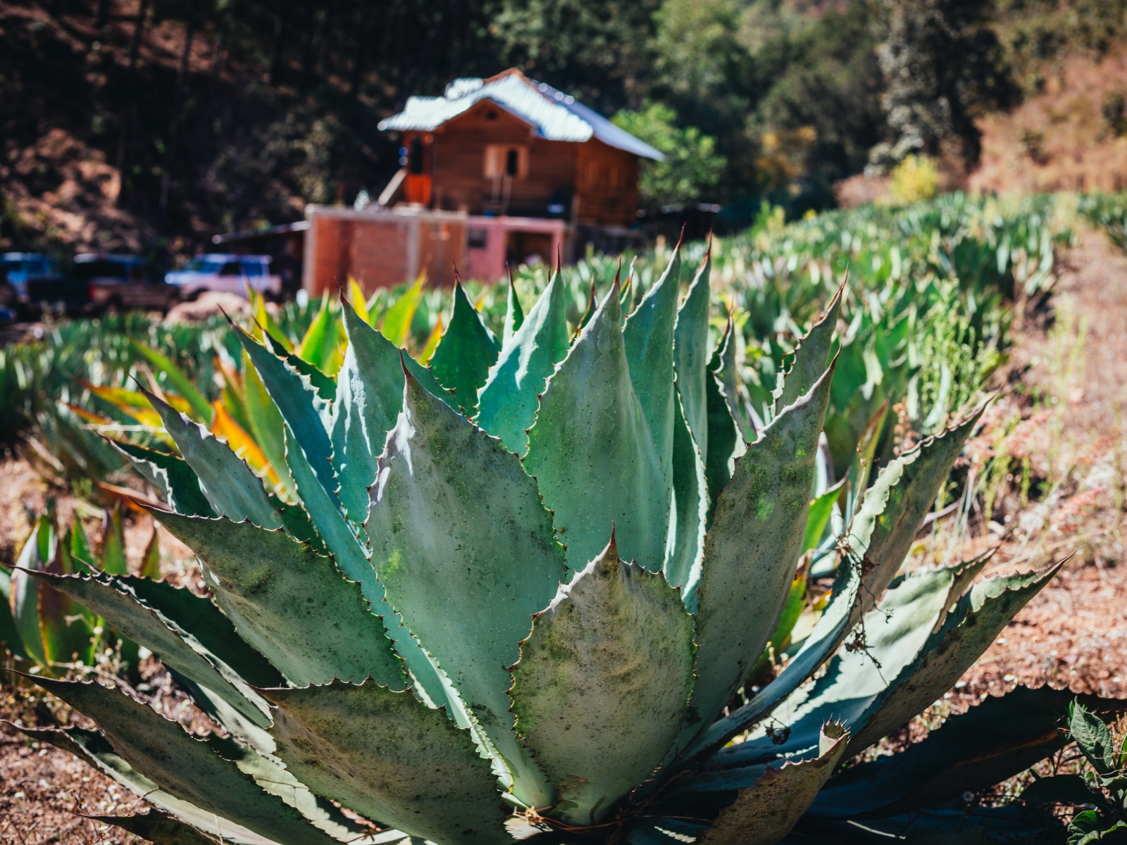Understanding The Difference Between Tequila And Mezcal