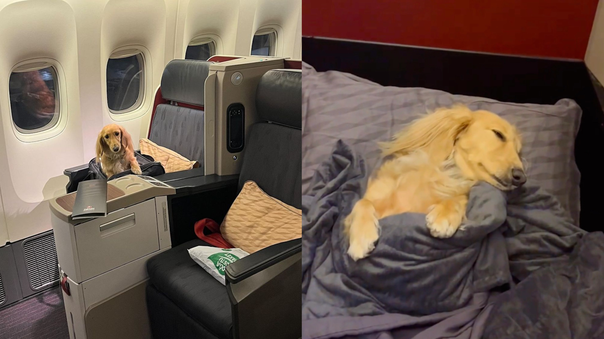 Business sınıfında Hong Kong’dan Paris’e uçan köpek