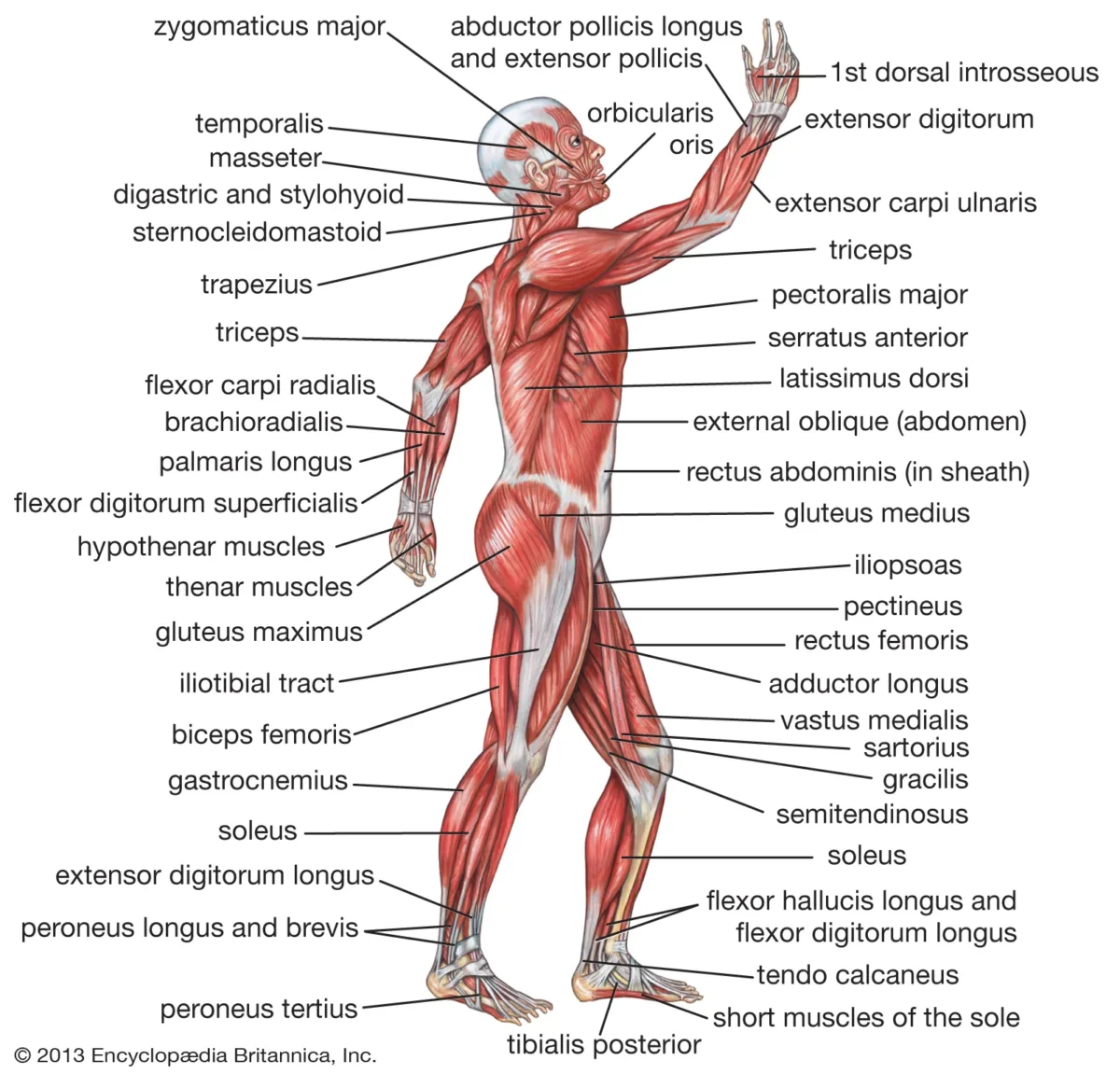 dumbbell exercises