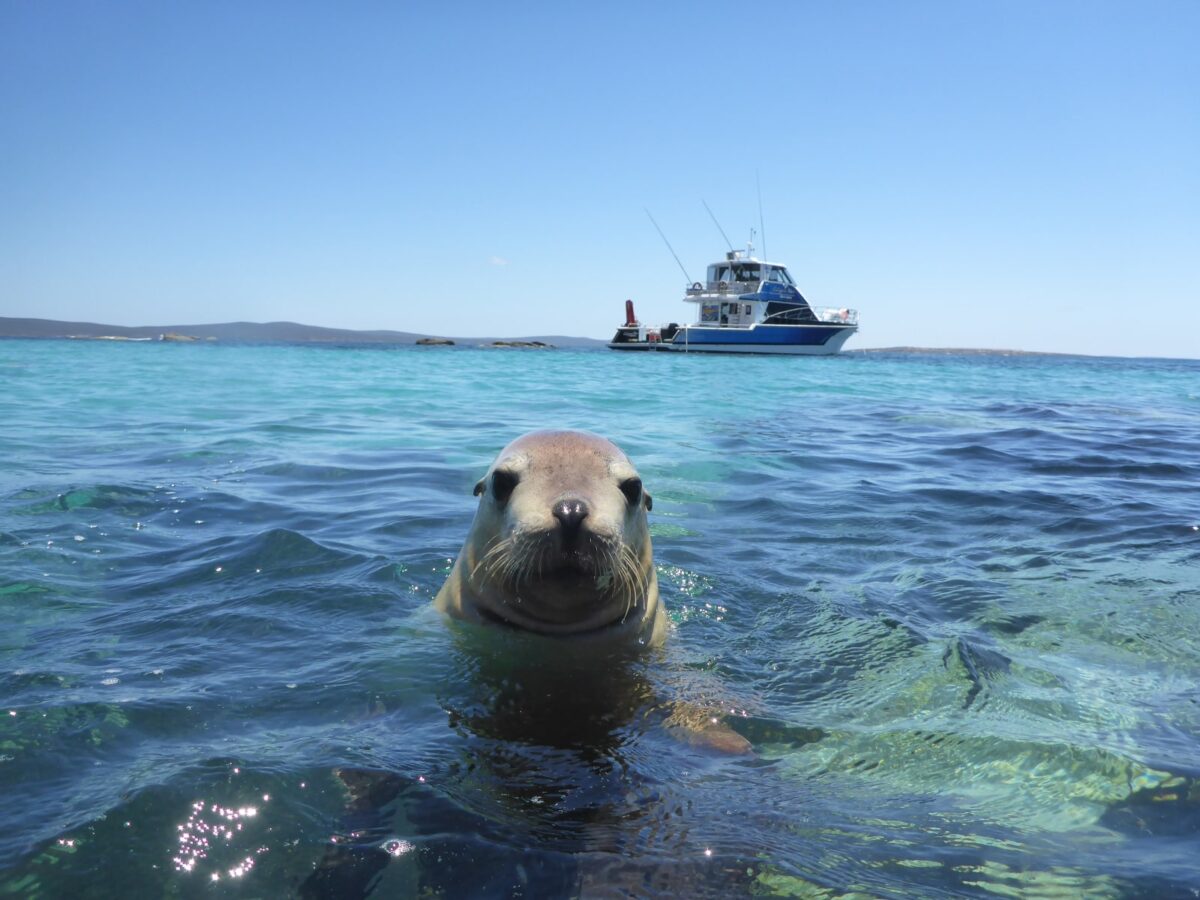 South Australia unexpected