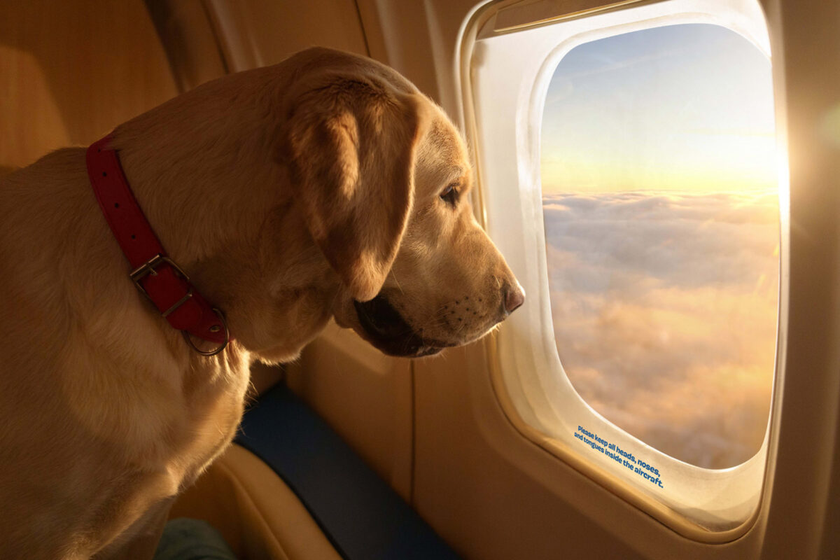 BARK Air