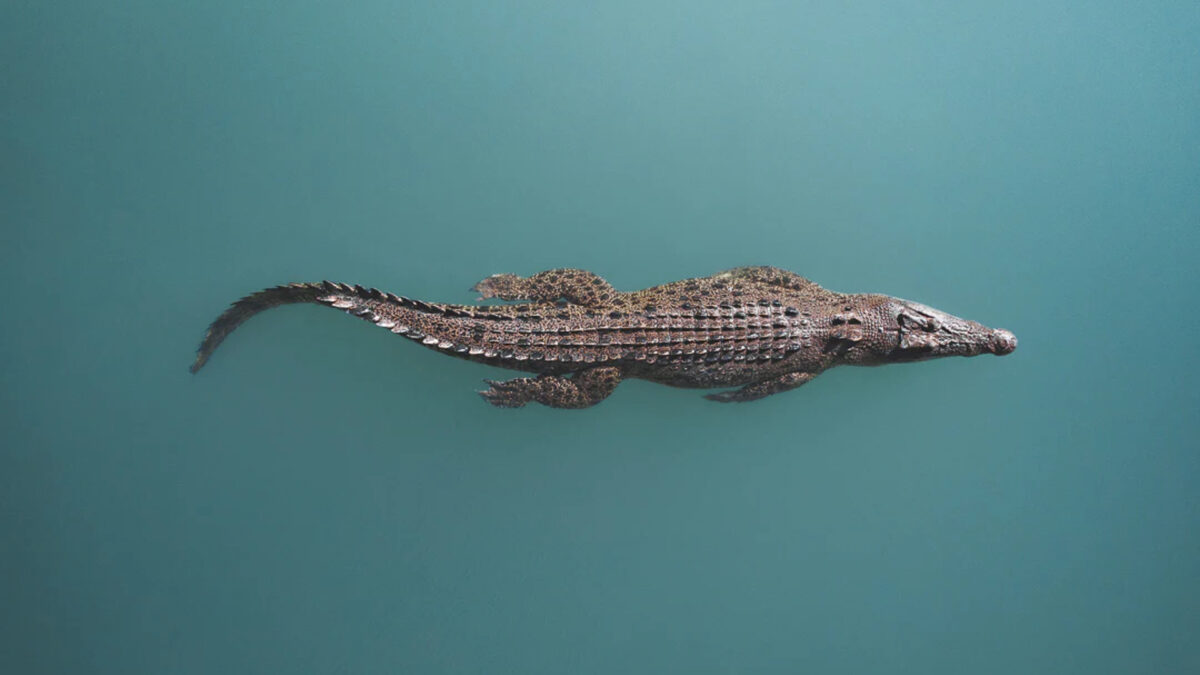Witness The Raw Beauty Of Australia With This Free Photography Exhibit