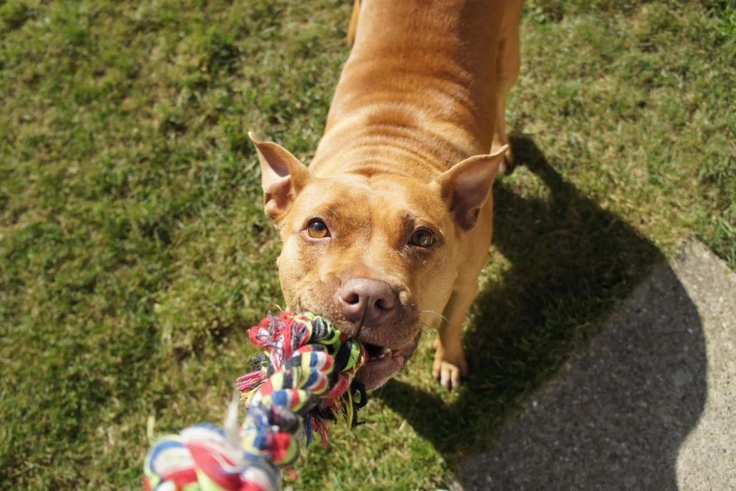 Your Ultimate Guide To Bringing Home A New Pet (The Dos & Don’ts)