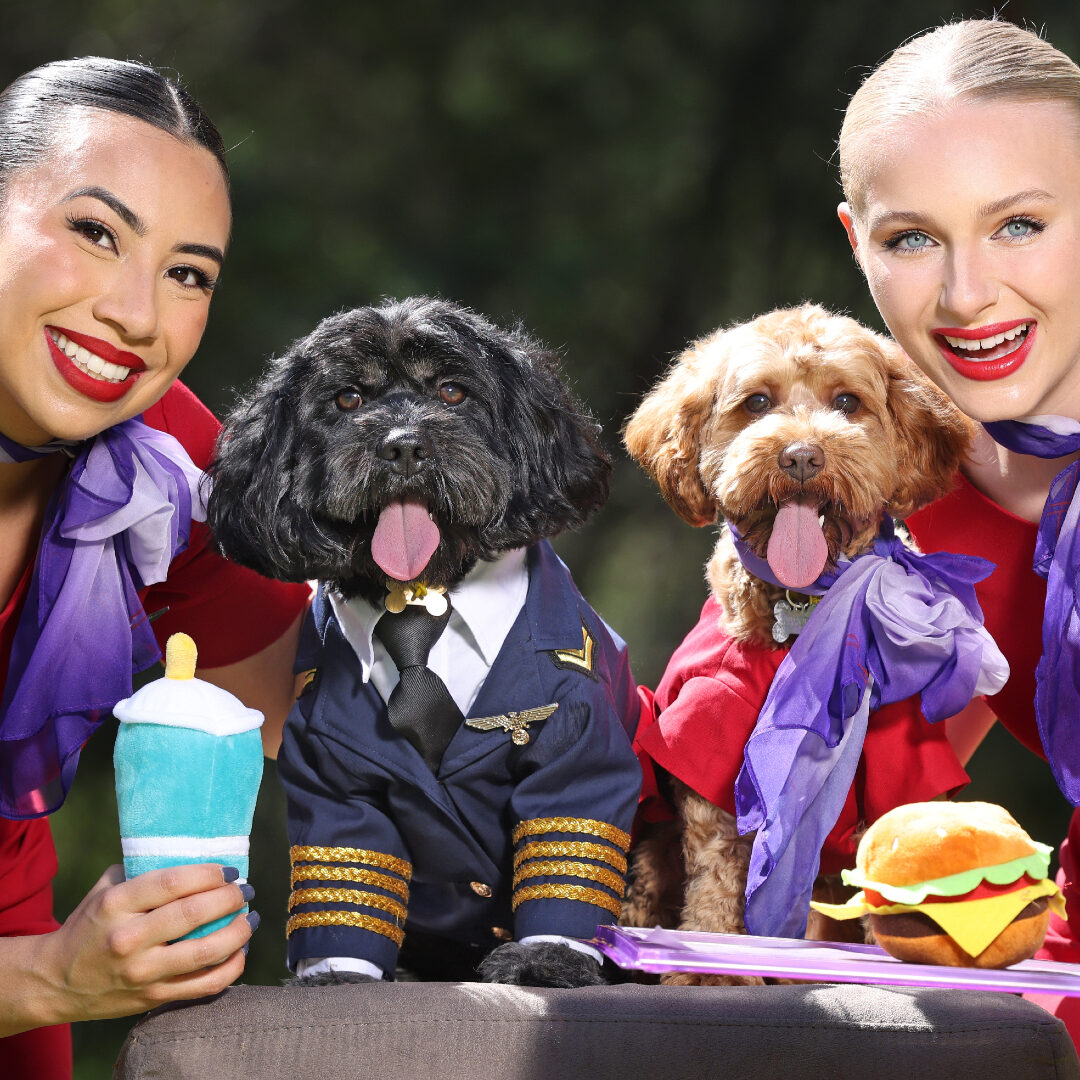 Top dog friendly flights Top Sale